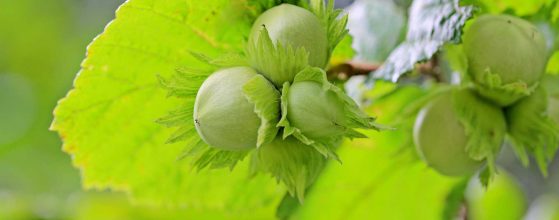 fountoukia-hazelnut-tsesmelis-fytorio